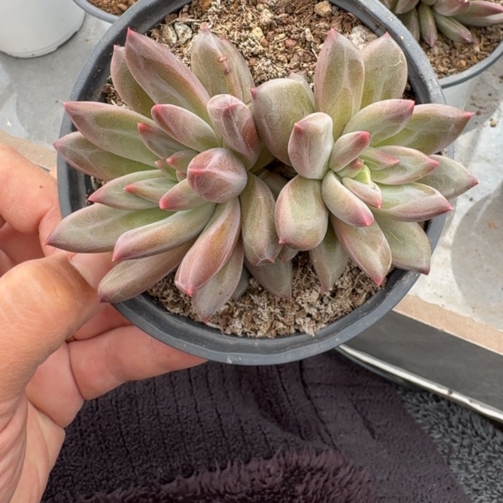 美人杂交 一物一拍