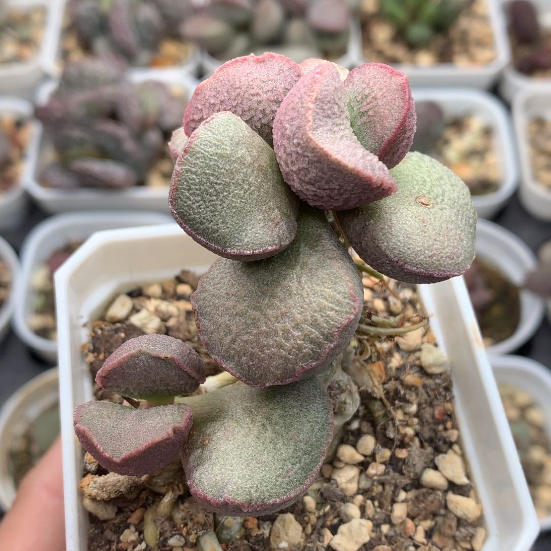 暖阳 桩子 多肉植物