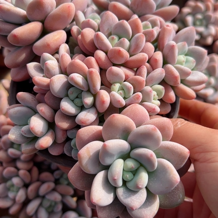 喜娘娘多肉基地平平安安