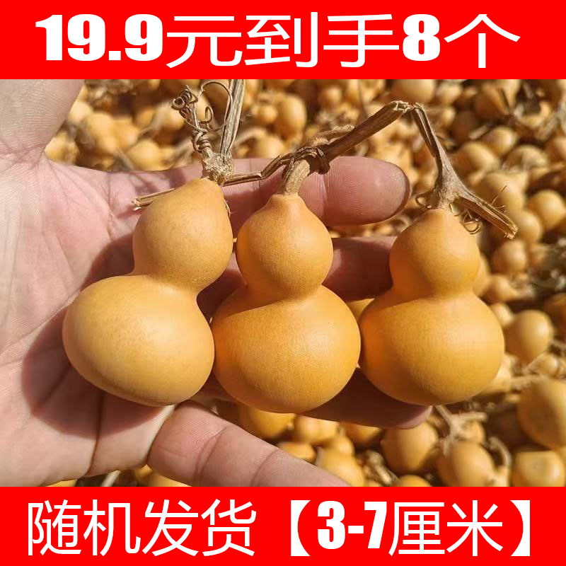 【19.9/8个】不保龙头天然盘玩小葫芦手把件带龙头福禄文玩葫芦