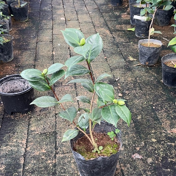 大部分开放少量花苞，女郎