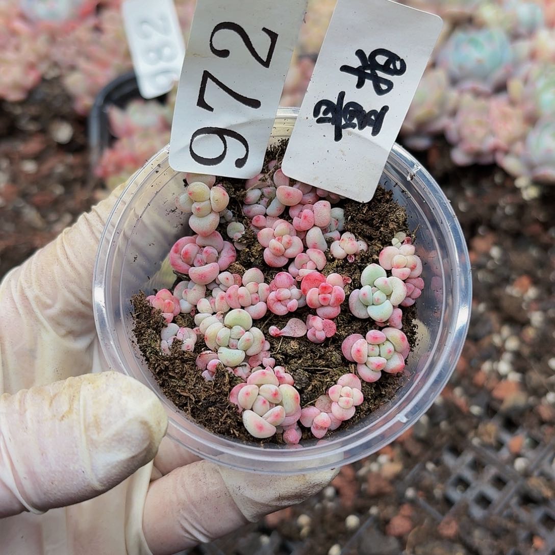 多肉植物多肉植物972量拍