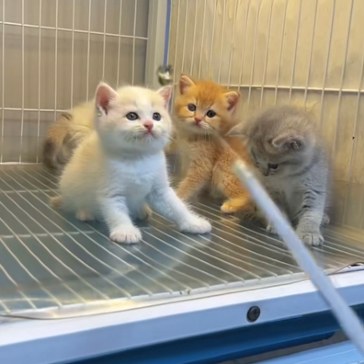 家养温顺宠物 甜美 乳白弟弟 纯种宠物活幼体 宠物猫购买