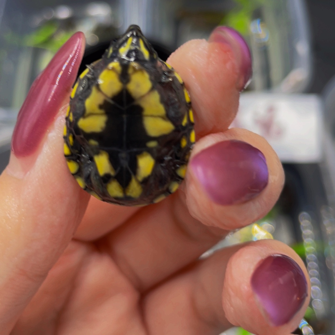 蛋龟母不分公母66777