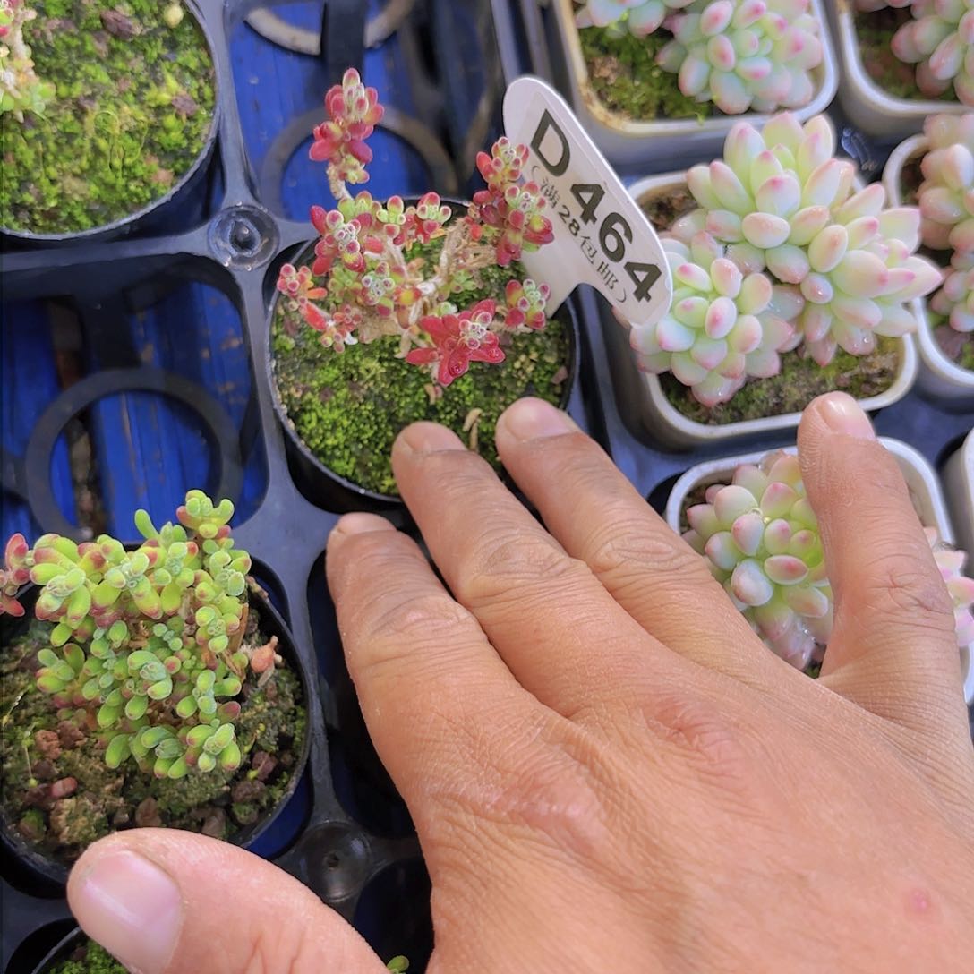 D464红宝石一物一拍