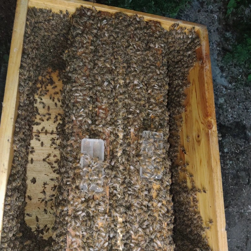 意蜂群双王4脾带箱带王整箱发货蜜蜂