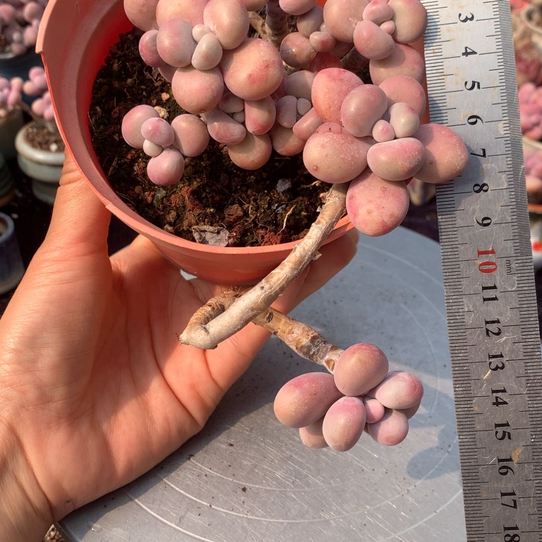 15号不带盆偏远的不包邮的