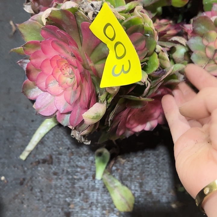 多肉植物荔枝003