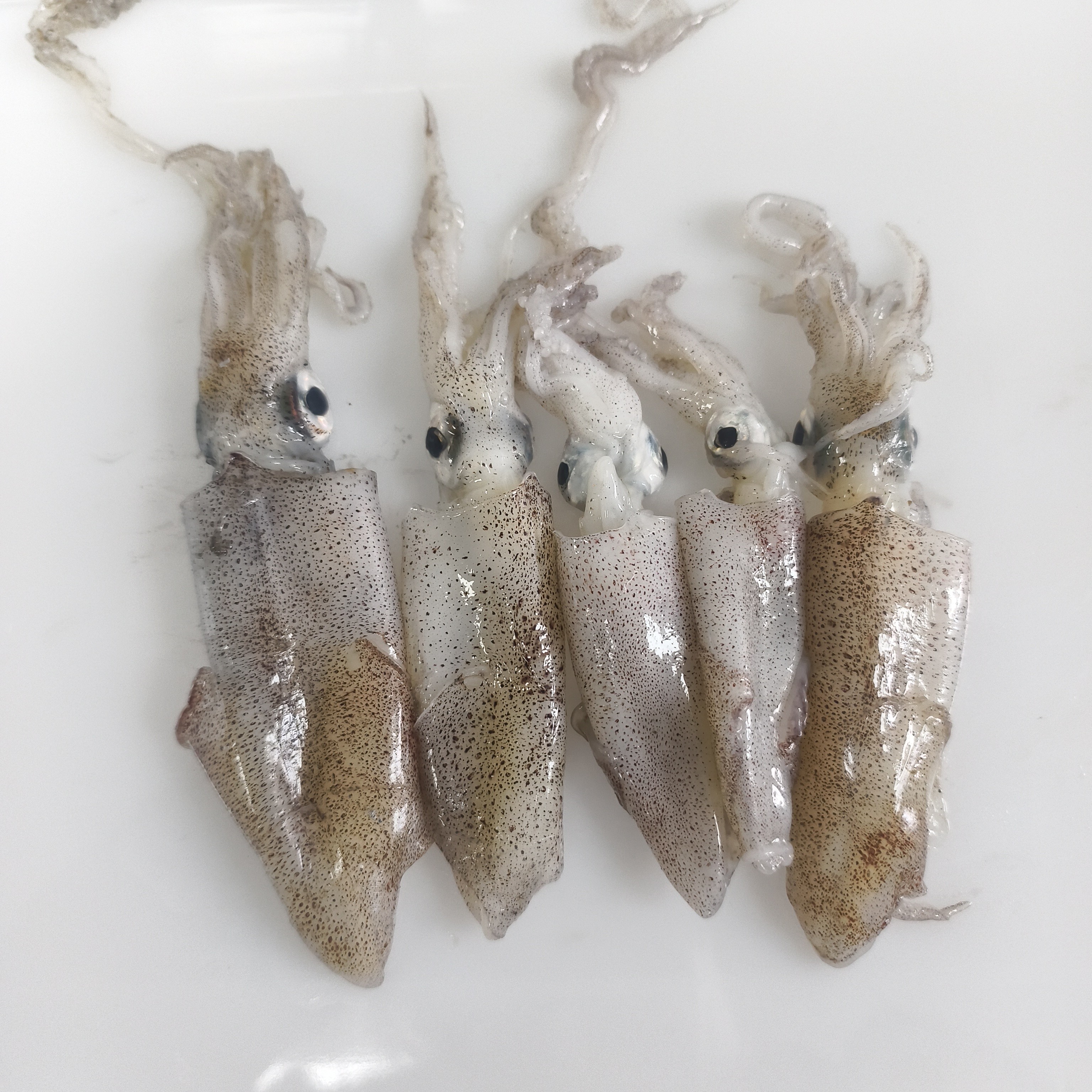 大连本海新鲜大号笔管鱼海兔无沙无籽无科技无泡水顺丰包邮