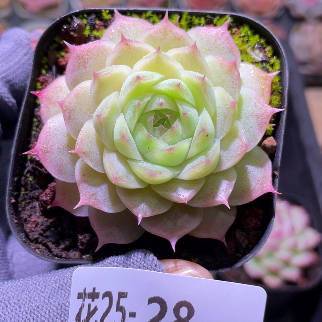 花利美25-28麦秆  