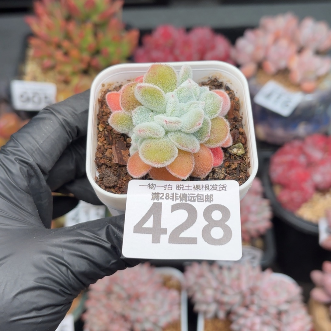 拌***ᐝ雪晃星缀化无盆土发货