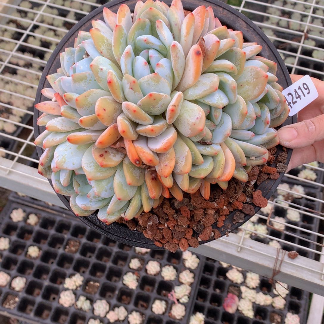 2419朵朵鲜花的玫瑰花瓣