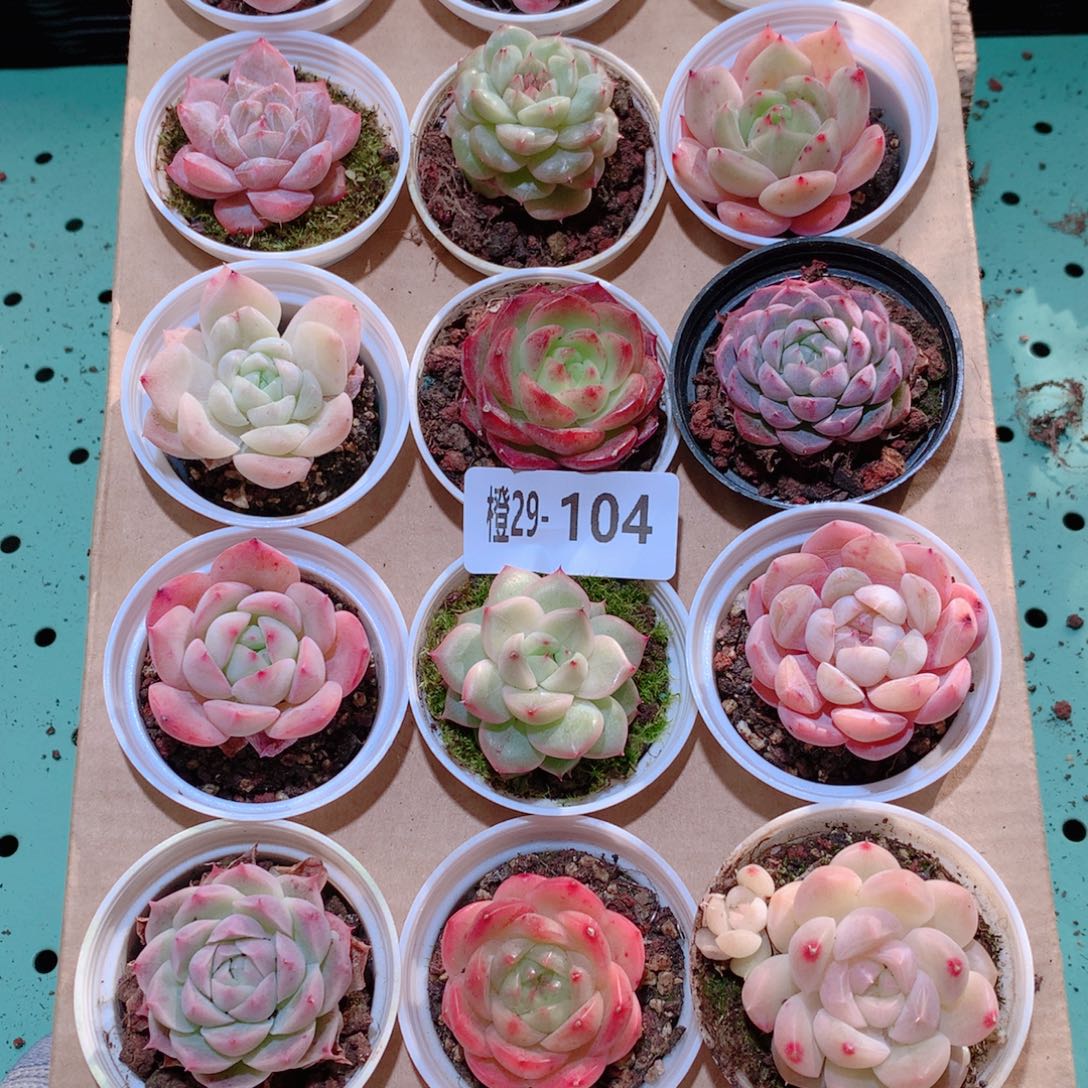 29-104一物一拍多肉带盆18颗
