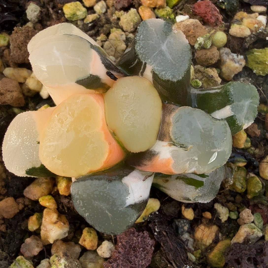 万象锦，多肉植物。