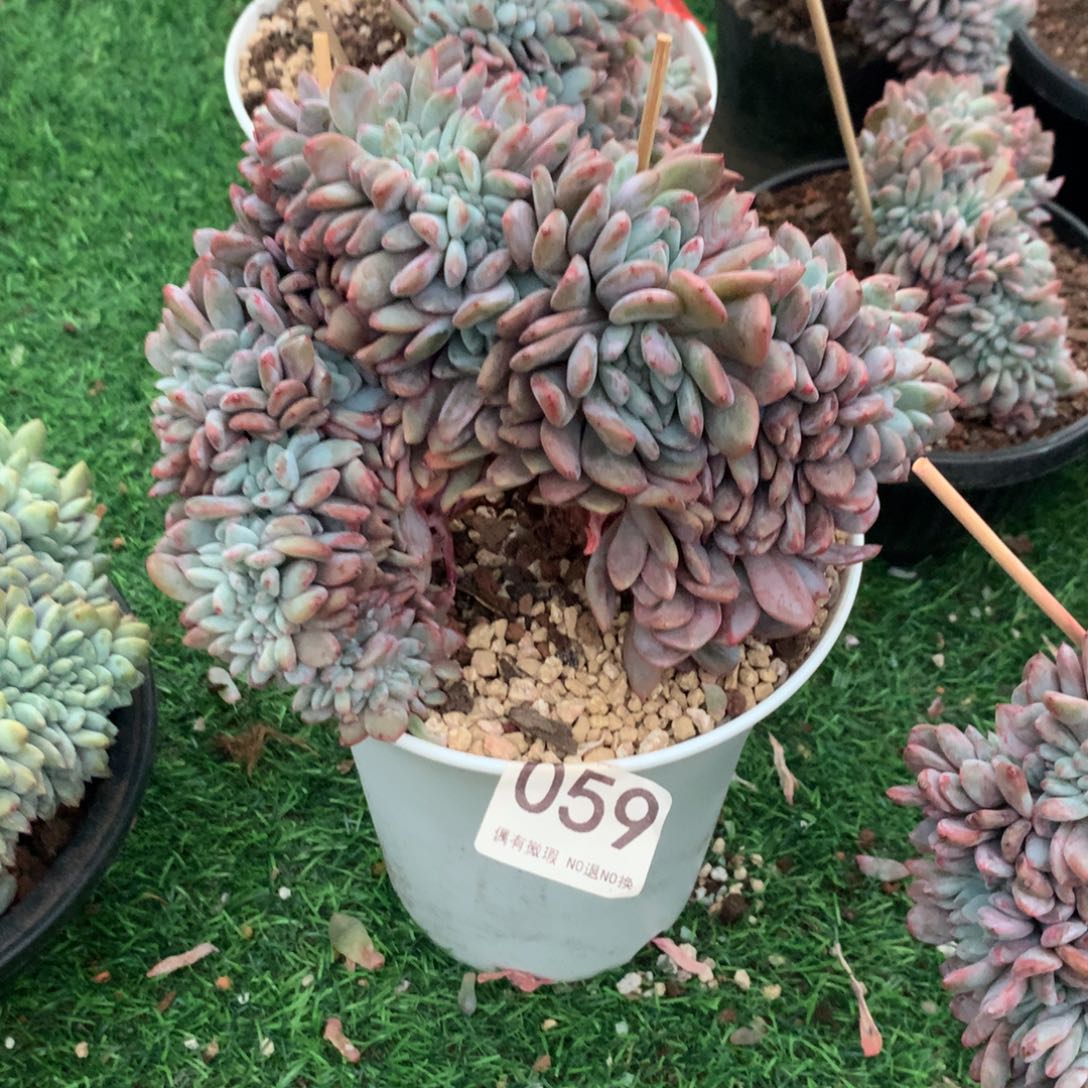 059橙子1111111111111