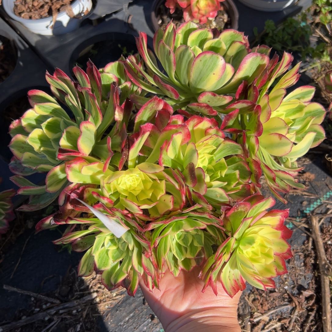 多肉植物375天和的