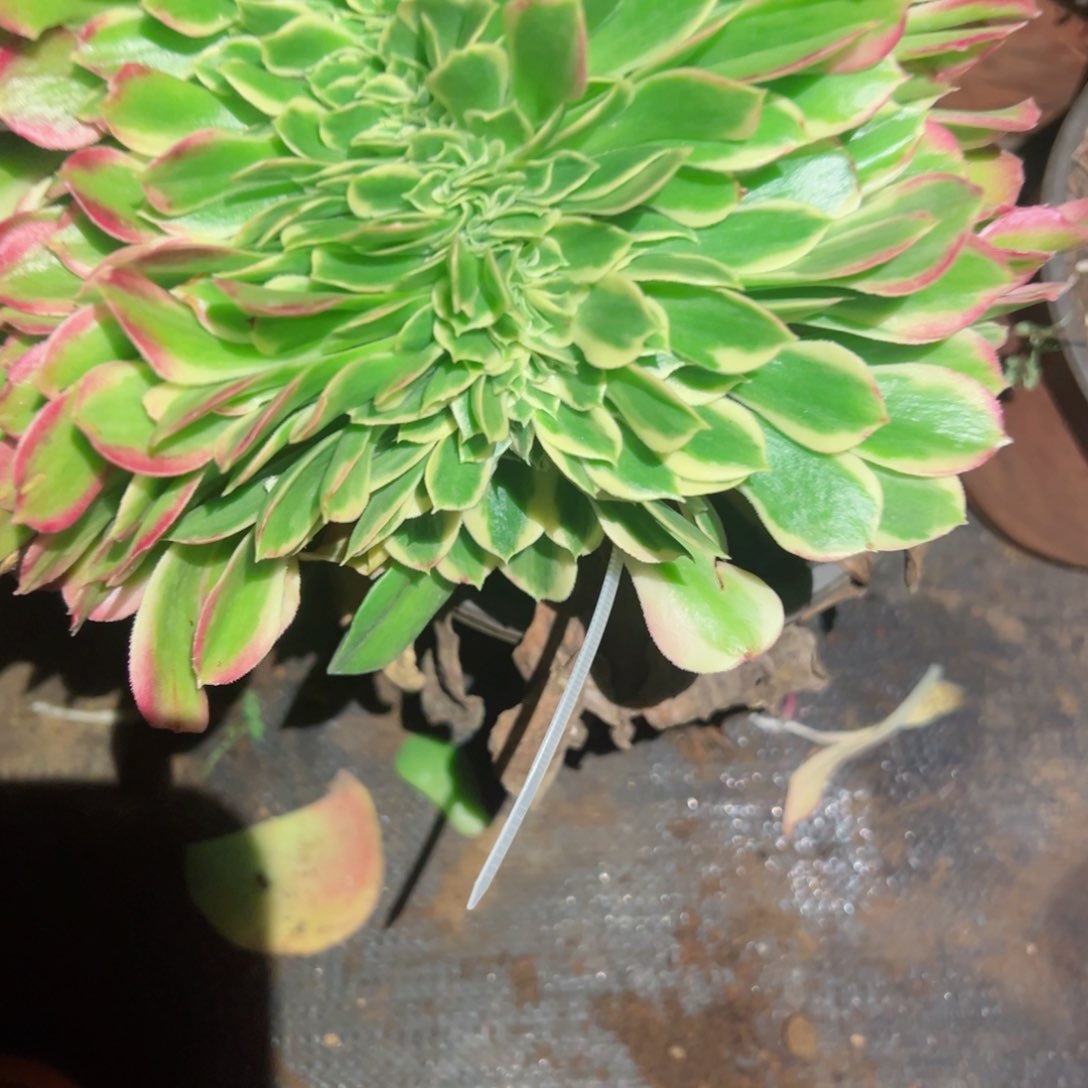 640 号多肉植物法师