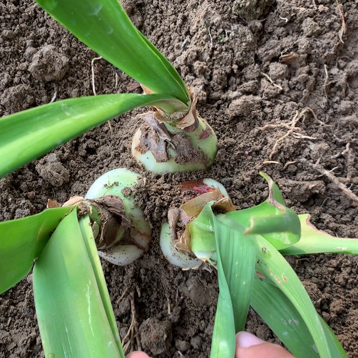 无花朵自育P5cm+三胞胎