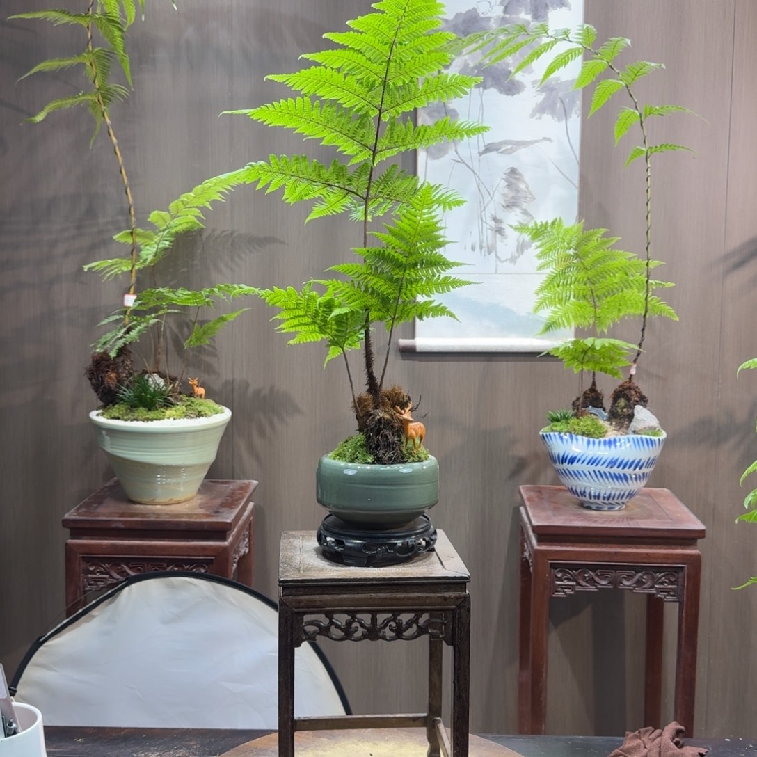 都***铺无花朵蕨类植物一物一拍