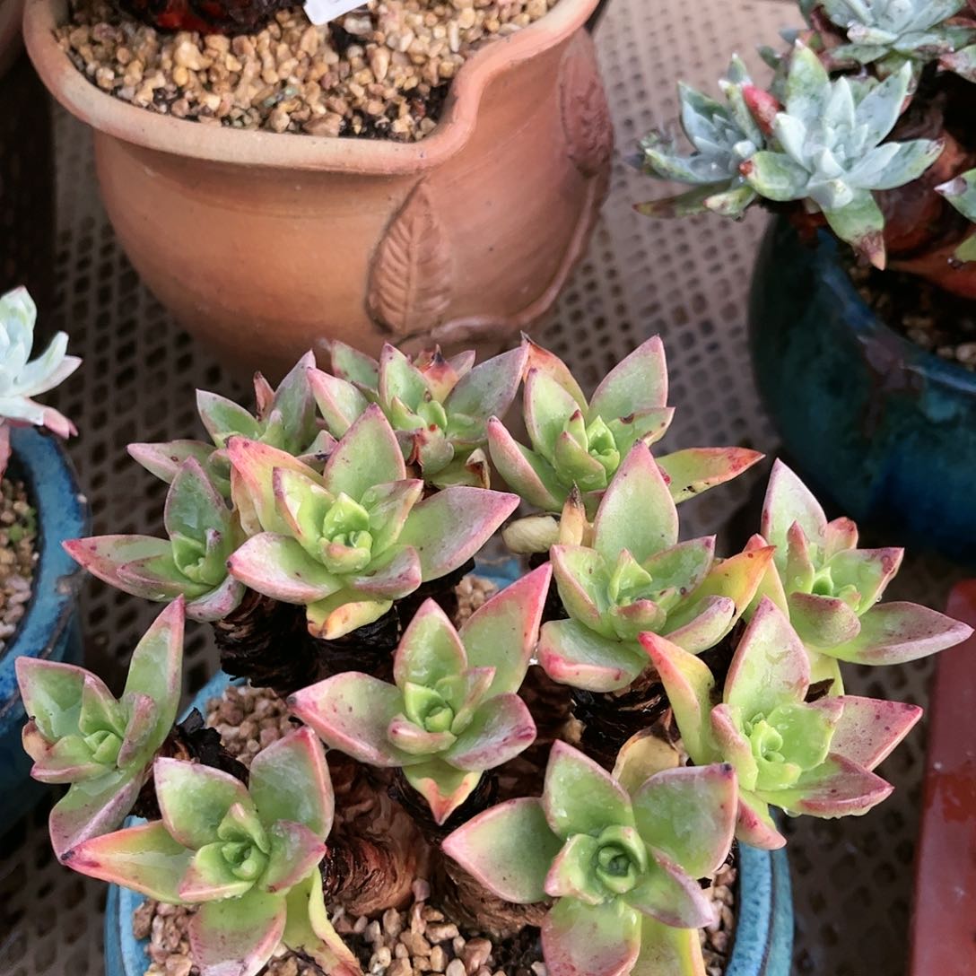 88363怕么瑞苹果叶多肉