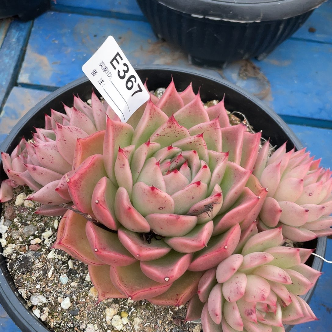 若如东云单拍E367
