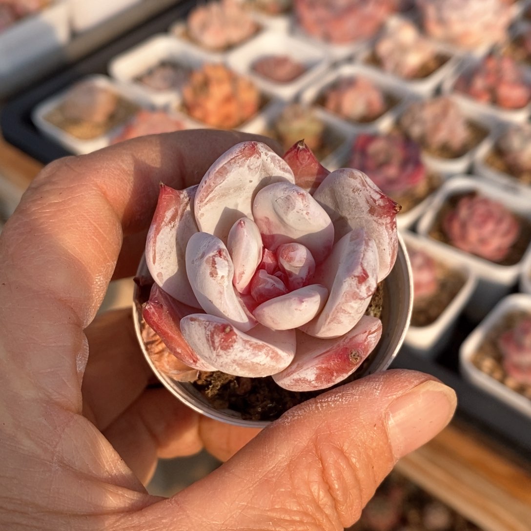 精品多肉一物一拍不包整67