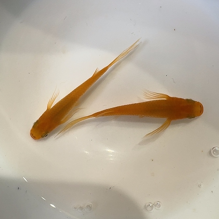 青鳉鱼63号拍品长鳍红帝