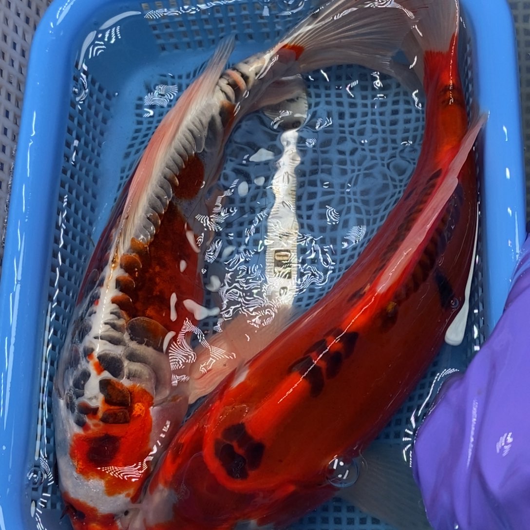 锦鲤冷水锦鲤包邮