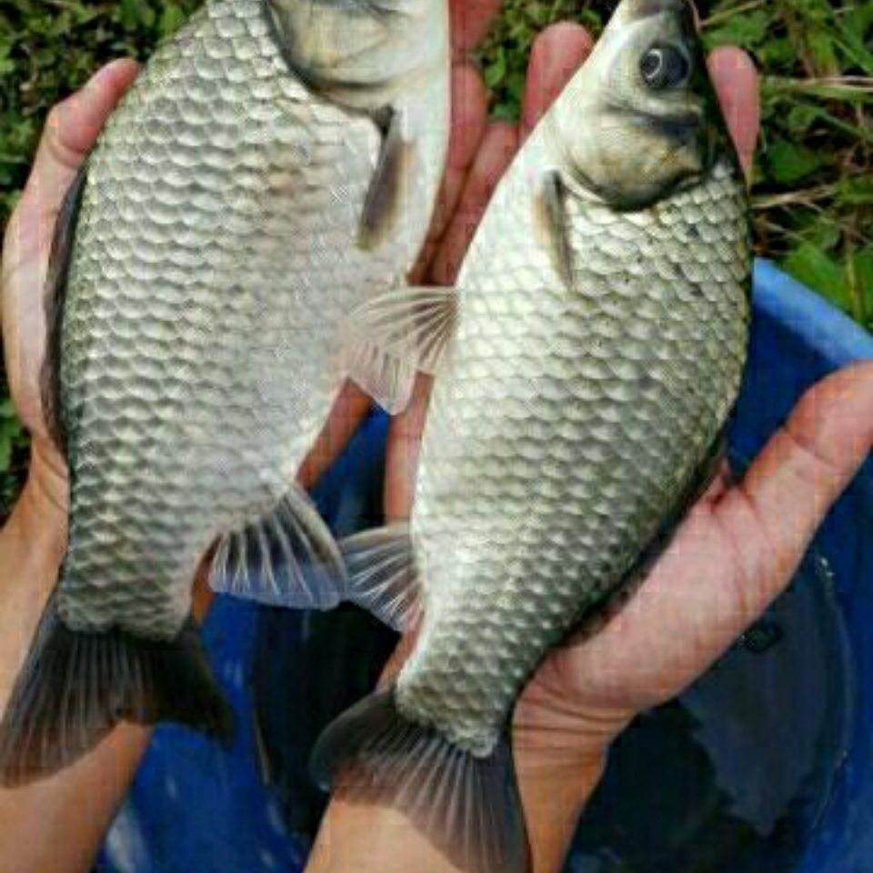 中科5号鲫鱼苗活体高背鲫鱼快大银大板鲫鱼淡水包邮观赏麻鲫活体