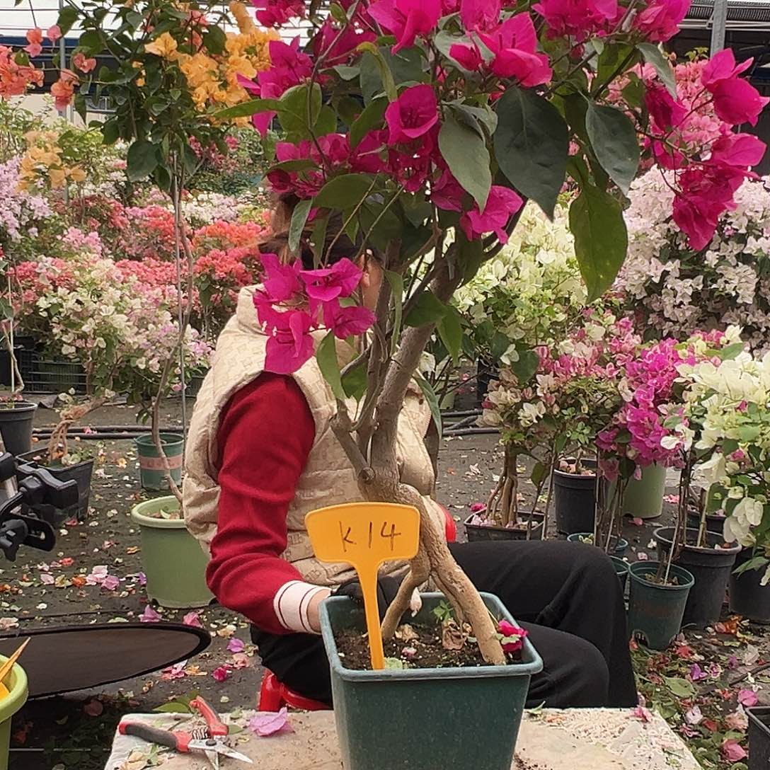 花***帝大部分花苞少量开放L14黑玫瑰