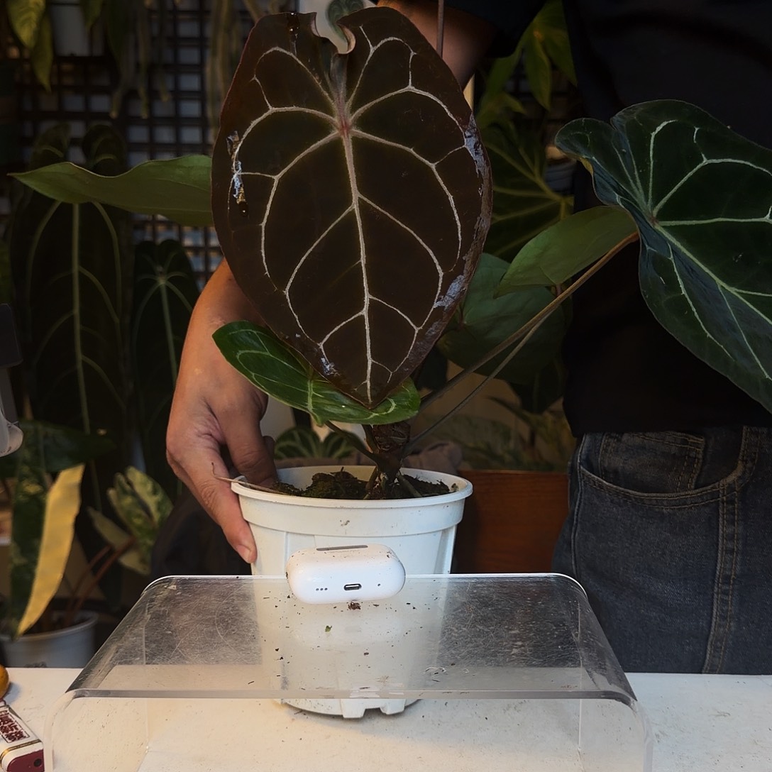 完全开放B19红脉水晶盾