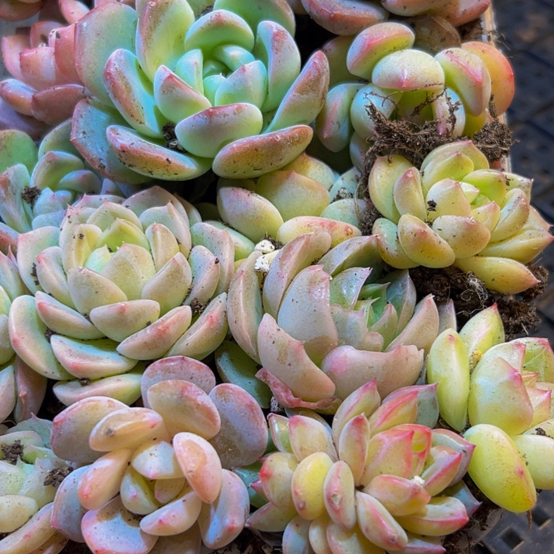 056多肉葡萄领导的多