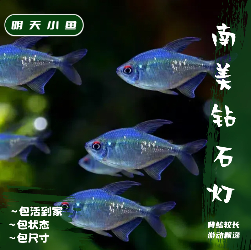 明天小鱼灯科鱼（南美钻石灯）小型热带~南美淡水鱼。