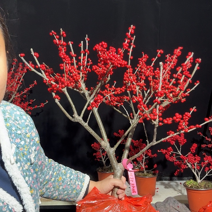 完全开放北美冬青年宵花