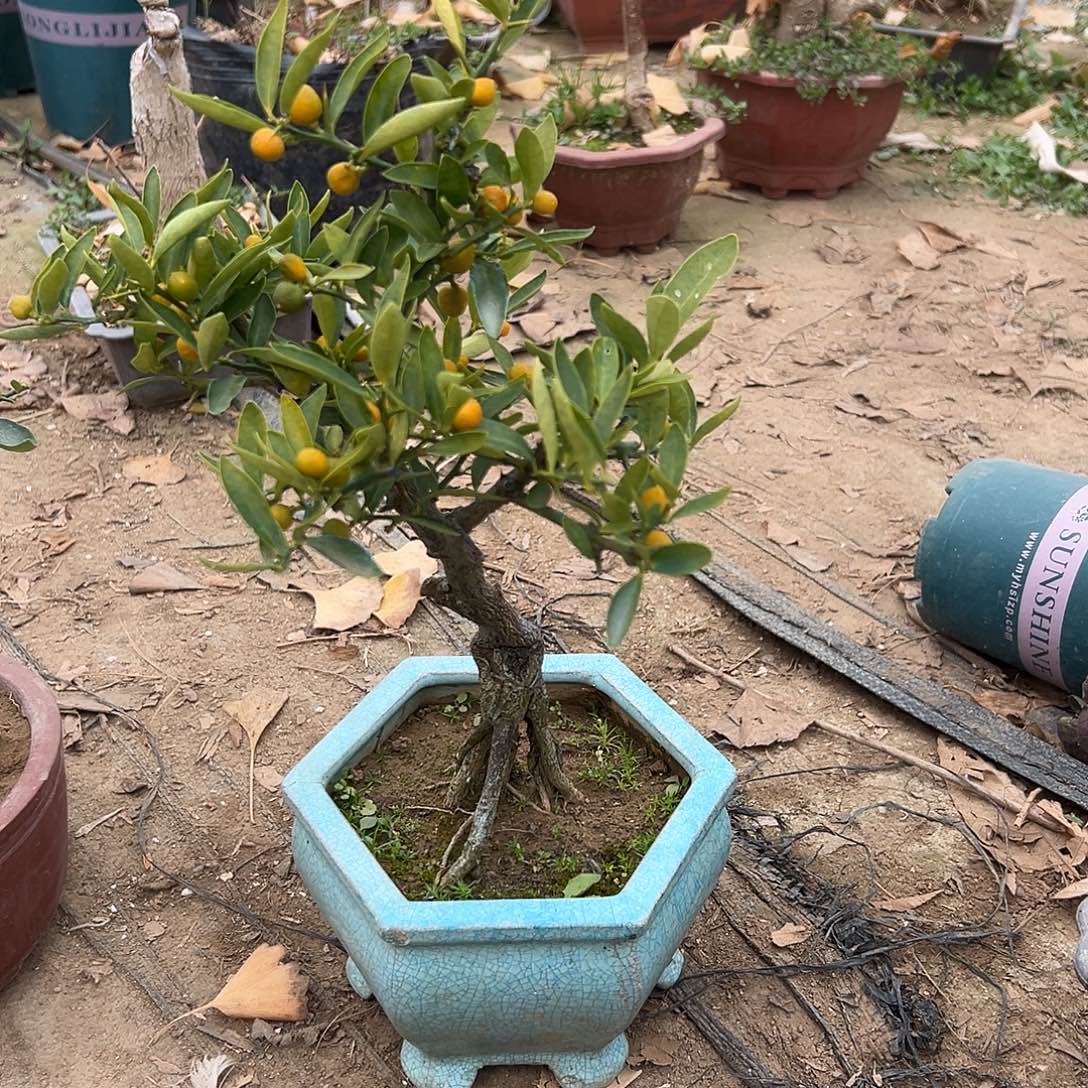 G***G无花朵金豆盆景是以优质