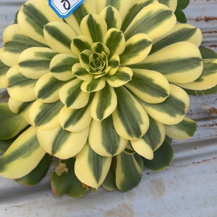 82辛尼亚法师锦锦锦