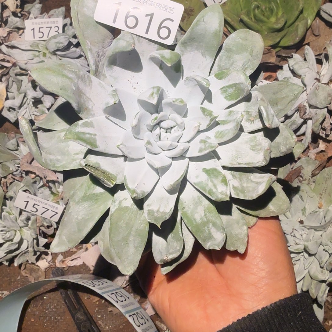 3代杂交消毒杯嗯肉福利