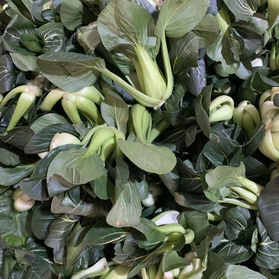 【深色小白菜】湖北农家小白菜3斤