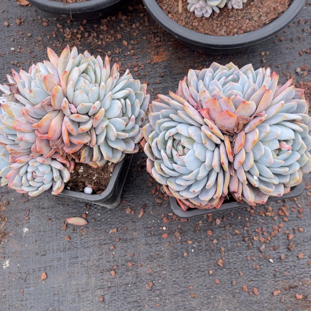 两颗包邮包邮包邮