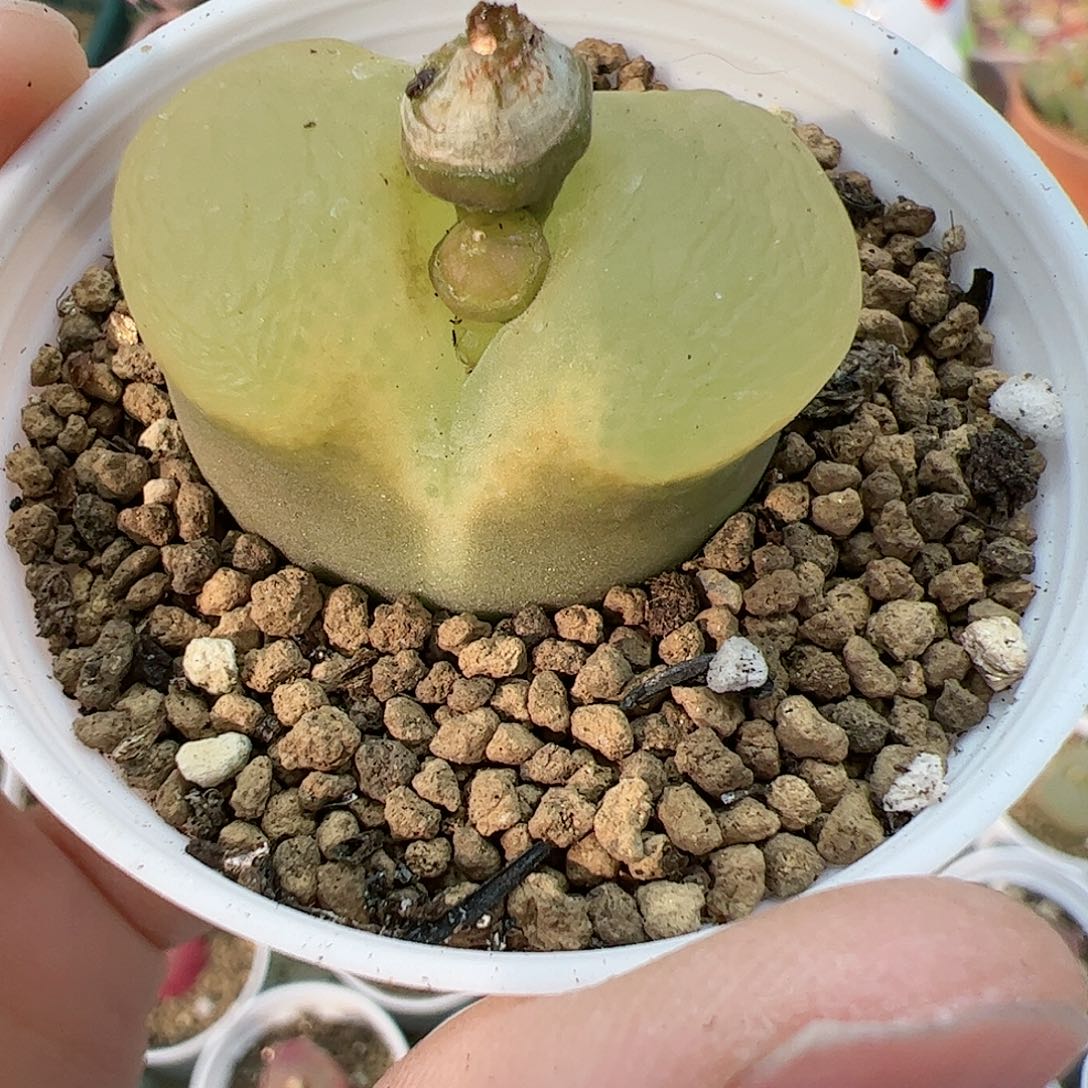 【闪购商品】64 带盆