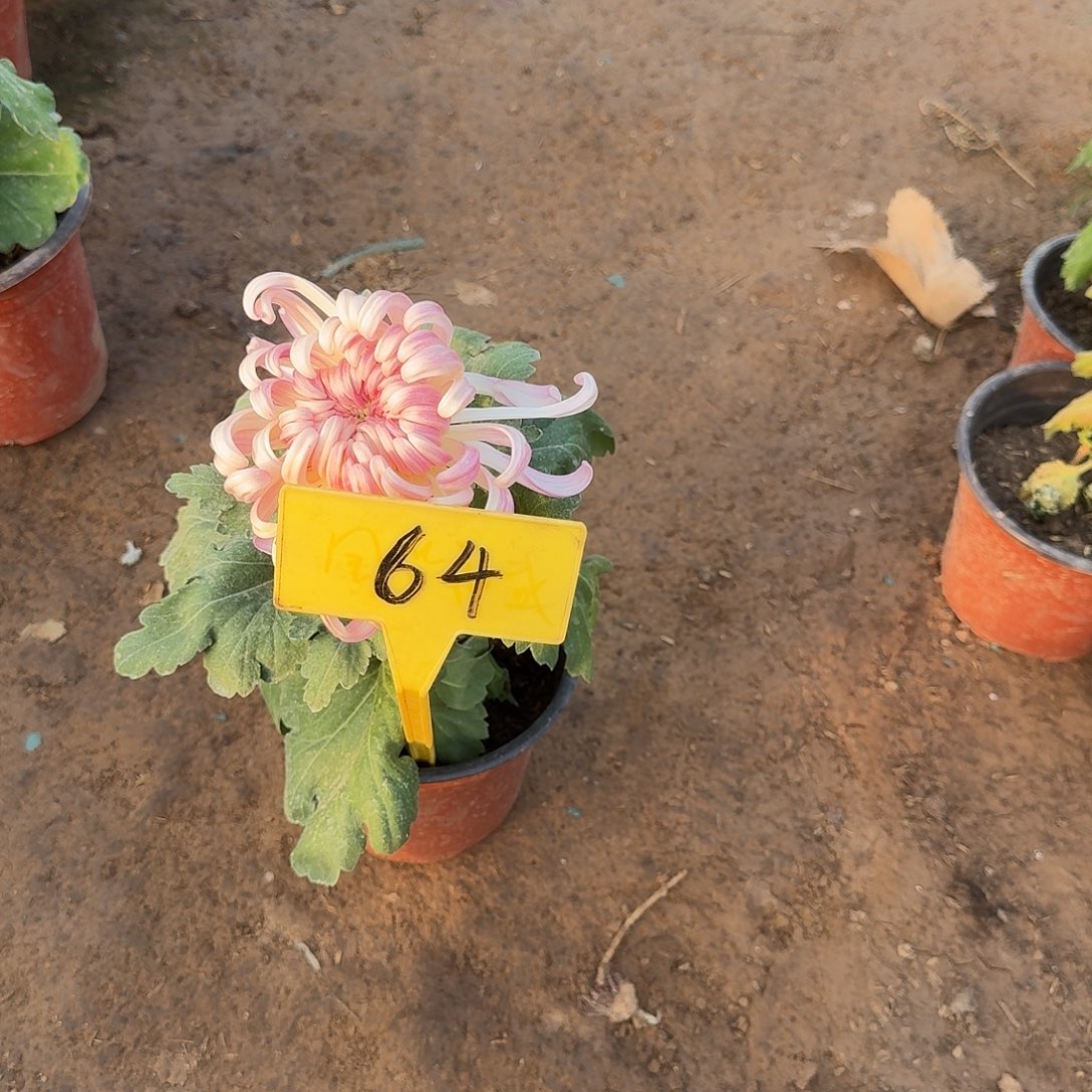 大部分花苞少量开放圣者