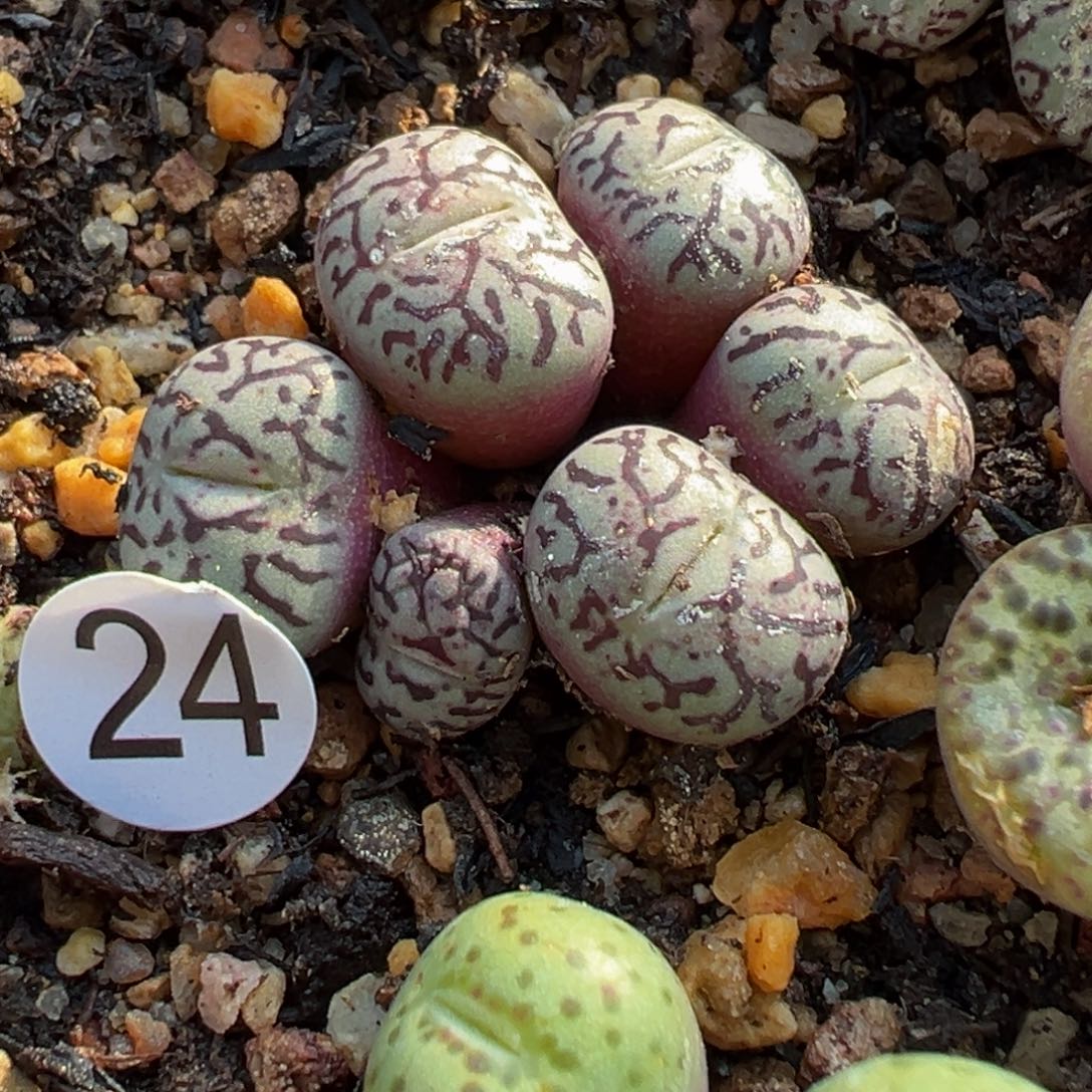 欢*多肉植物111111111111111