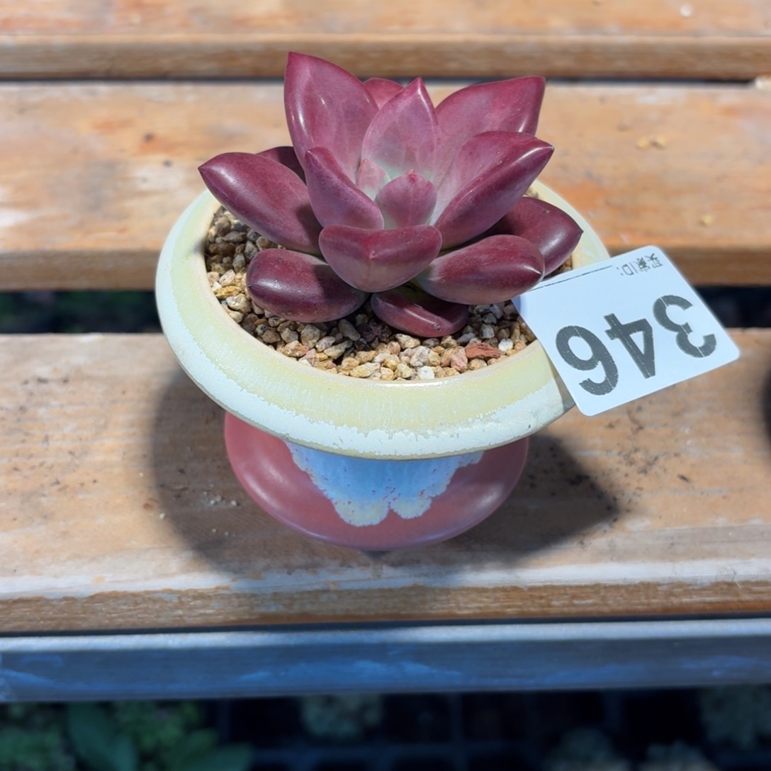 佑***桉赫菲斯托多肉带盆发货346