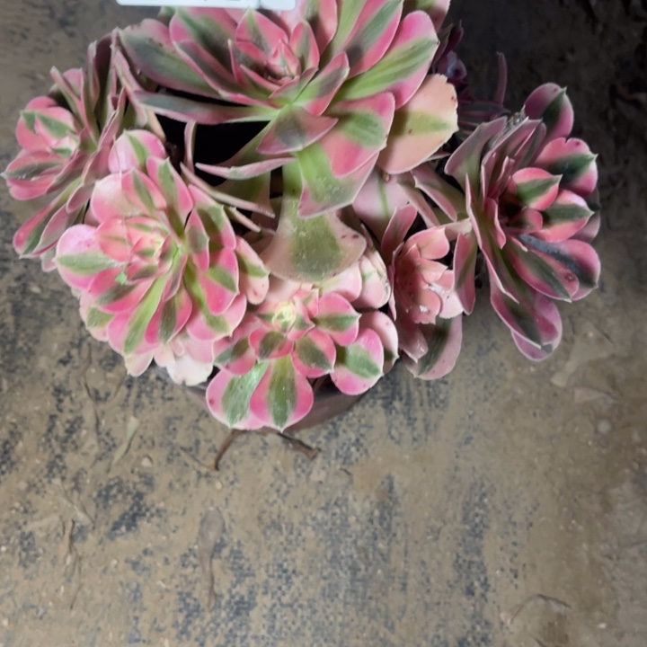 1294女巫的人多肉的