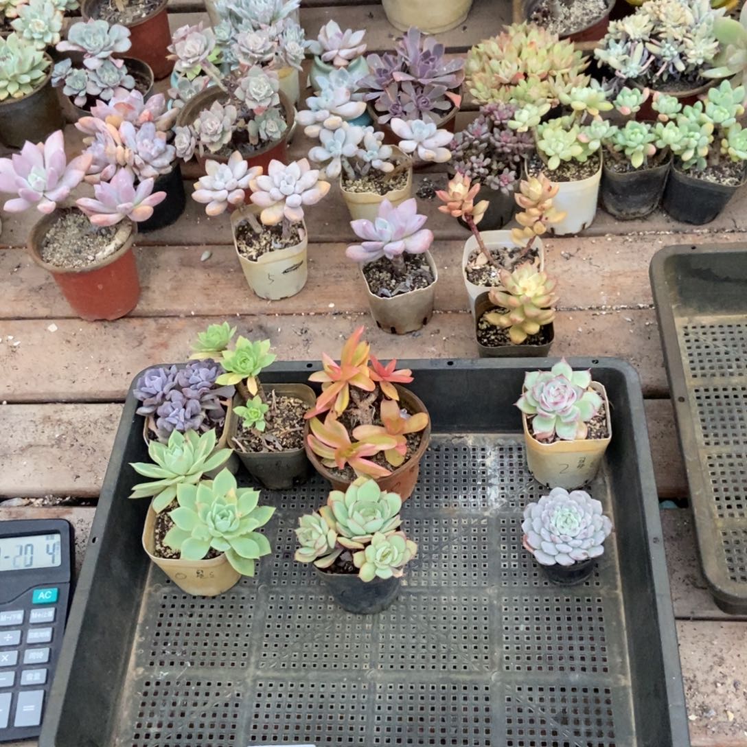 075号星星专拍加单多肉两颗加单多肉