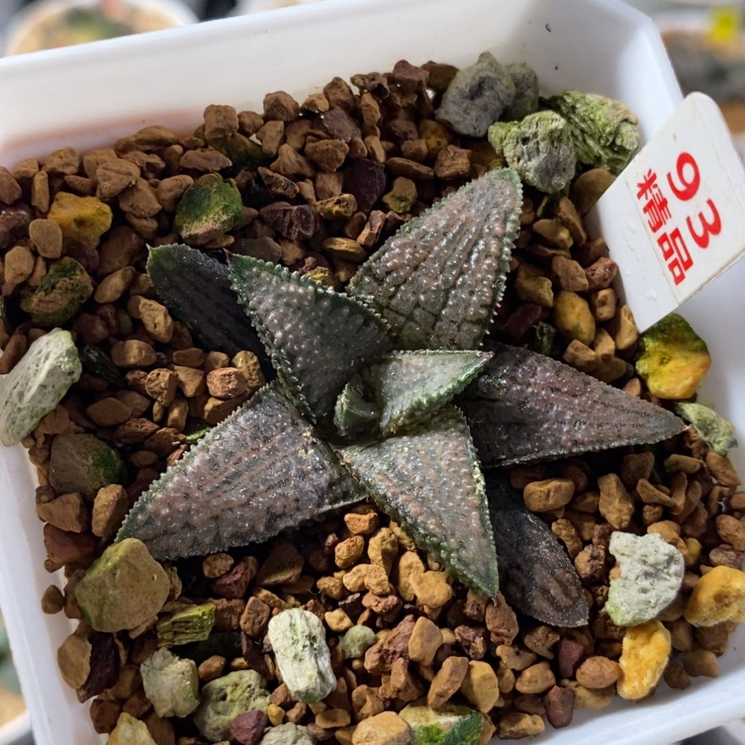 93银狼珠十二卷多肉植物