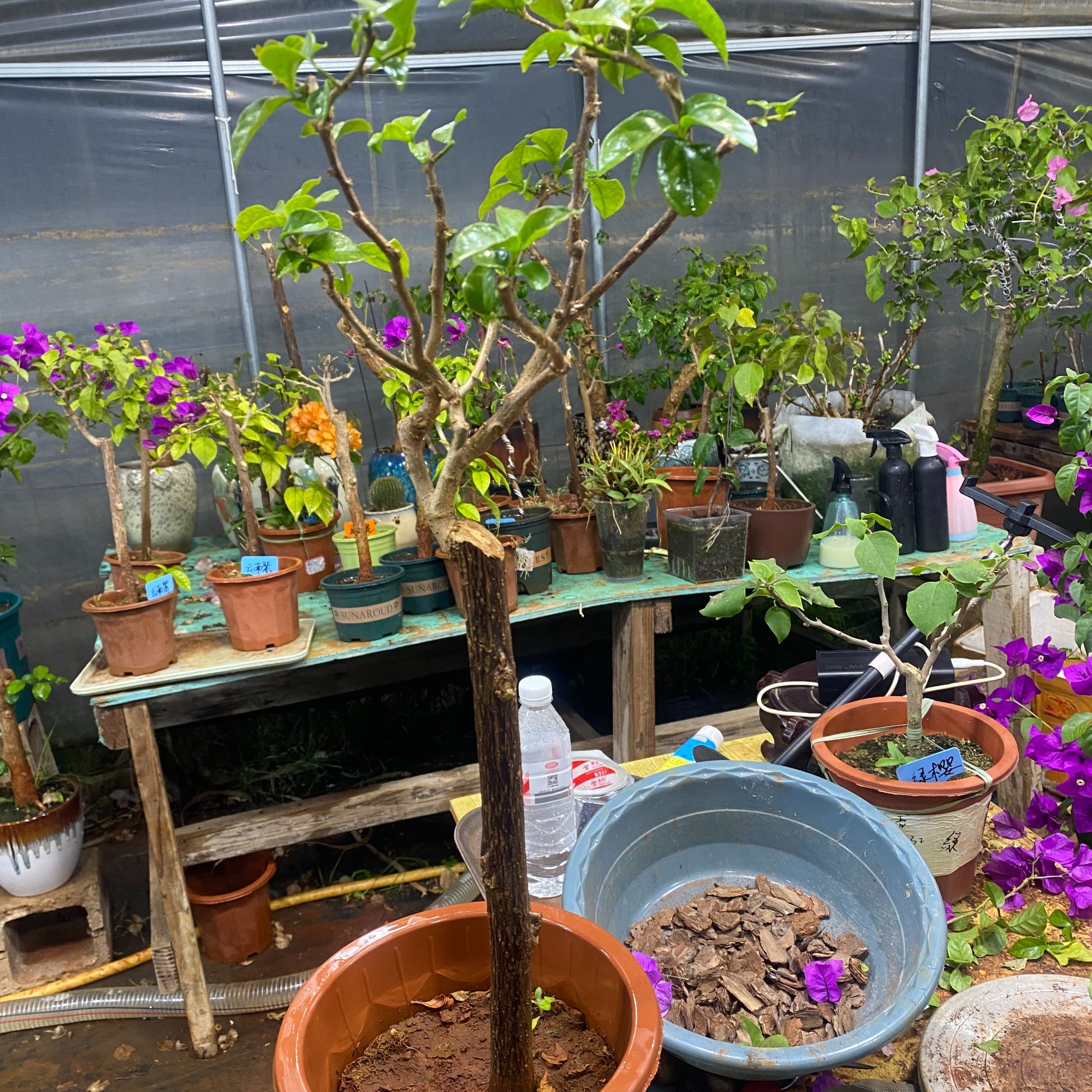 舍长一物一拍的三角梅  以直播间为准 