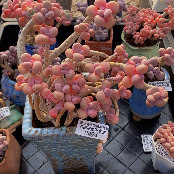 腰子桃蛋老桩有掉叶494多肉植物