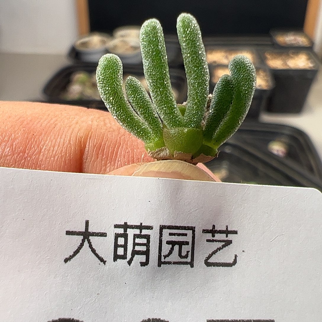 一物一拍。     237