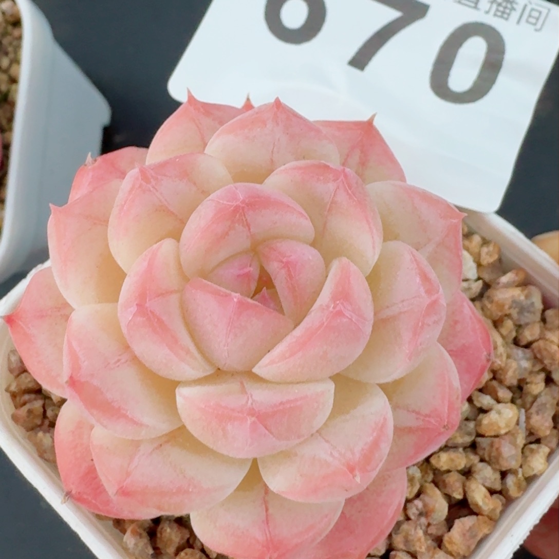 美心         精品多肉